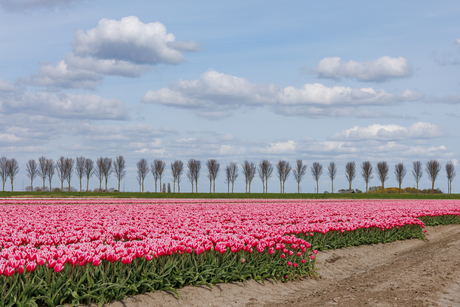 Wolkenlucht, dijk en tulpen (1)