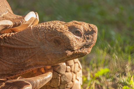 Schildpad