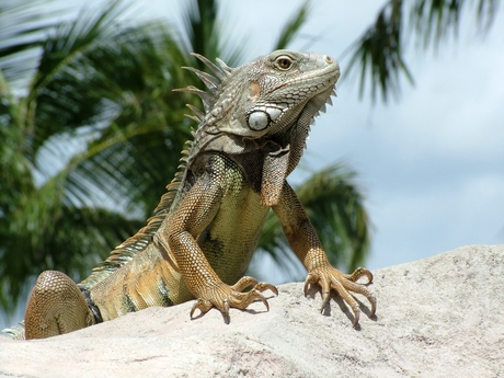 Iguana