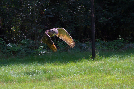 Uilen en roofvogels 03