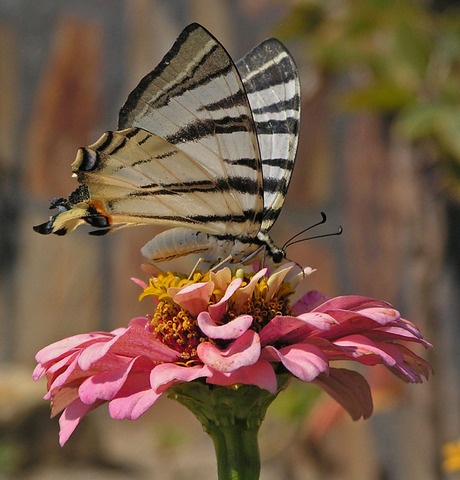 Vlinder op Samos