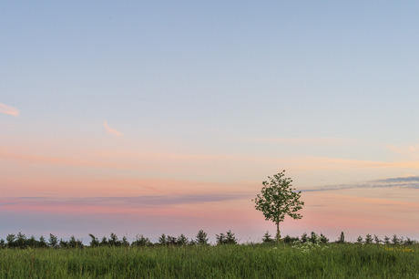 Lonely tree