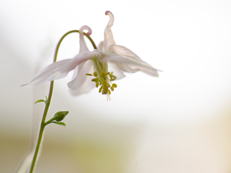 a whiter shade of pale.