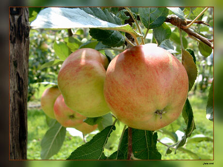 Een appelje voor de dorst