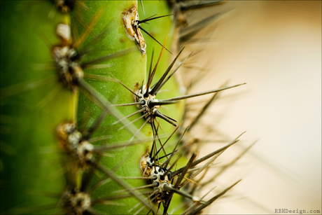 Cactus