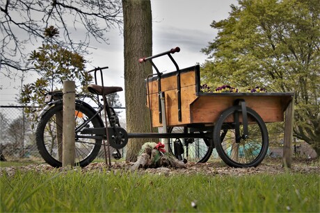 bakfiets met violen