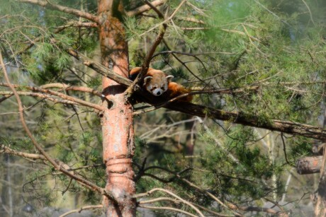 Rode panda ligt lekker te relaxen