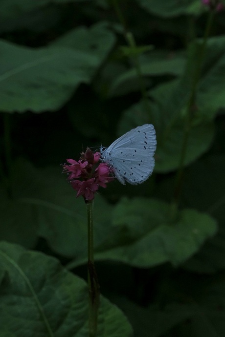 Vlinder op bloem