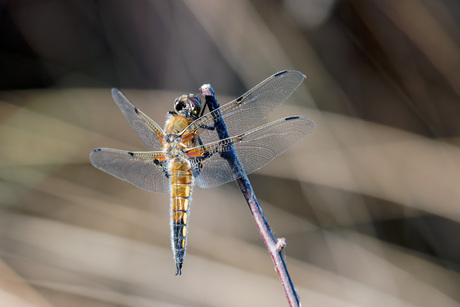 Viervlek libelle