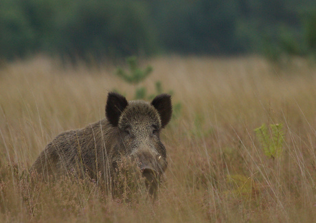 Wild zwijn