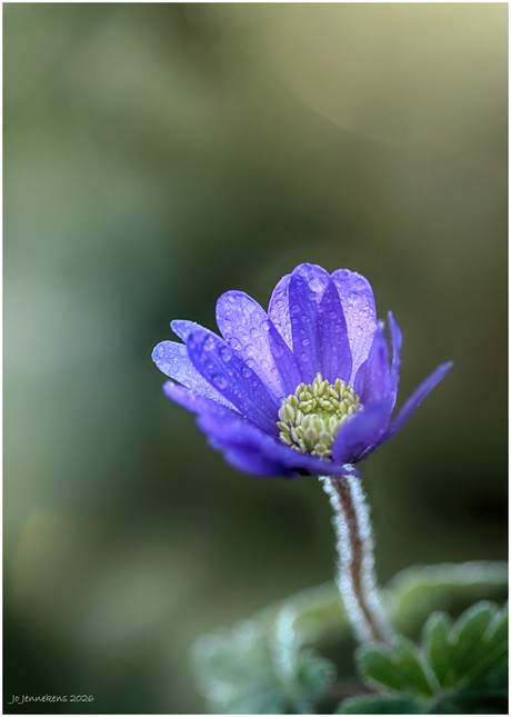 Natuurlijke vergissing...?