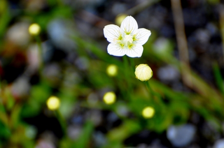 Parnassia