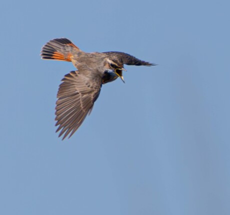 Blauwborst