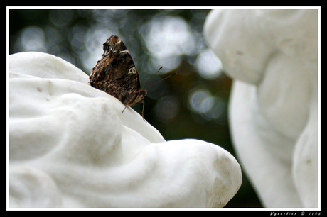 Vlinder op stand(beeld)