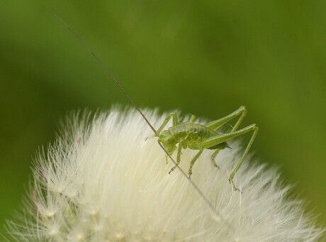 Grote groene sabelsprinkhaan nimf.