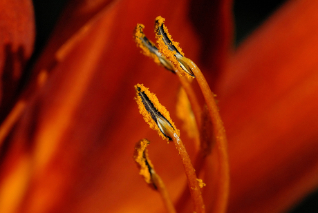 Meeldraden Hemerocallis