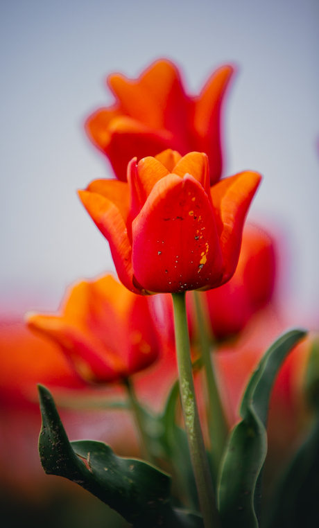 Tulpen