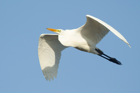 Grote Zilverreiger
