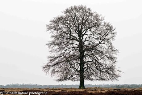 Eenzame winterboom