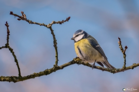 De pimpelmees op de uitkijk.