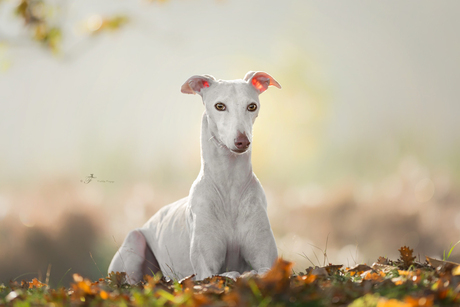 White beauty