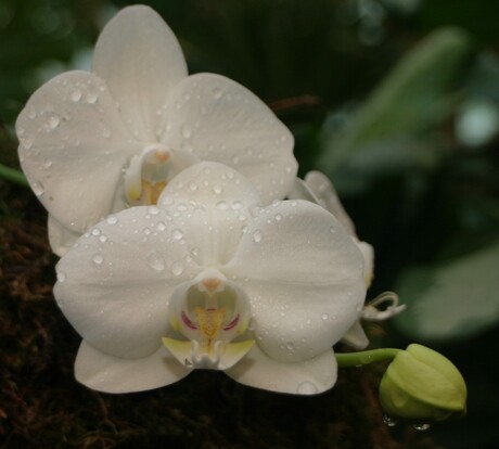 Orchidee