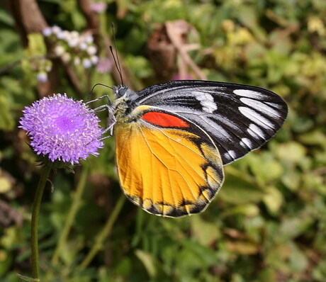 thaise vlinder