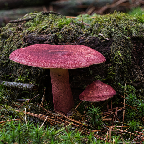 Paarse Russula