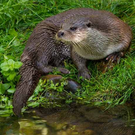 Otter