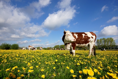 In de bloemetjes (2)