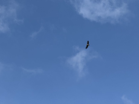 Yes Zeearend vlakbij Zuidlaardermeer gespot! 