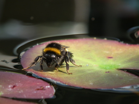 The hommel has landed...