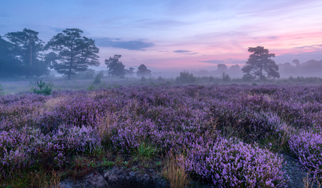 The colour purple.....