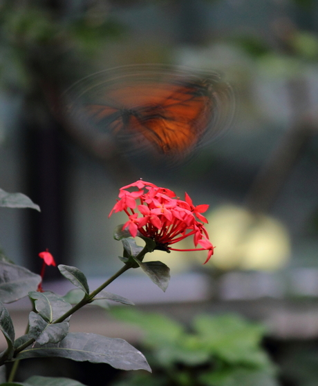 vlindertuin Artis