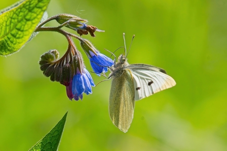 Waar kleur het licht raakt