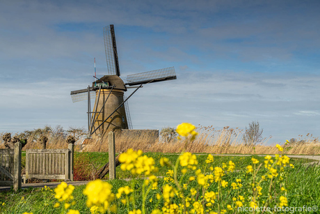 Kinderdijk