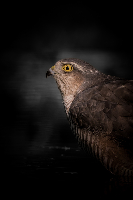 Sperwer