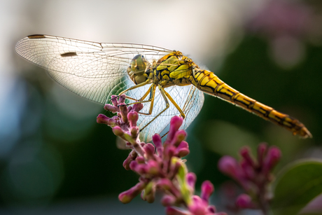 Libelle 