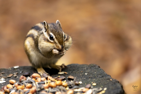 Siberische Grondeekhoorn