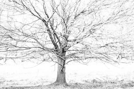 Tree B&W