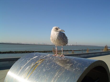 Hoek van Holland