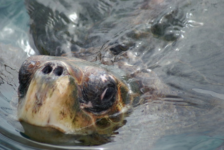 waterschildpad Curacao