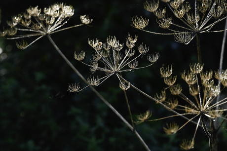 golden glow