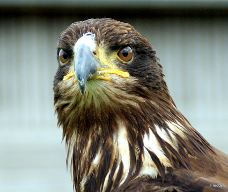 Amerikaanse Zeearend