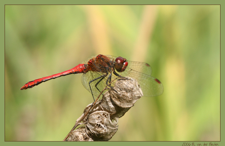 Bloedrode heidelibel