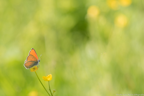 Pretty little butterfly