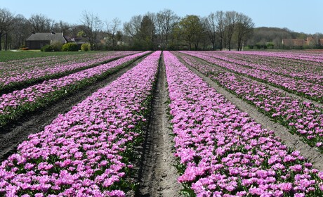 Bollenveld