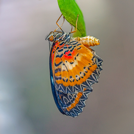Vlinder