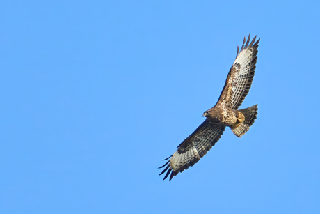 Buizerd in zweefmodus