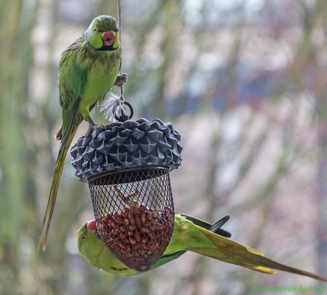 Halsbander met Hazenlip